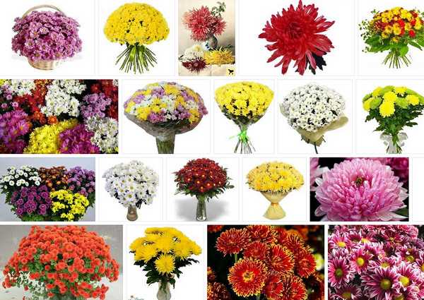 Удобрения для цветов: подкормки садовым и домашним растениям.