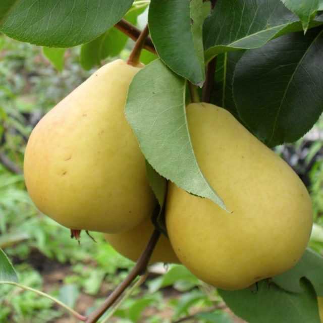 Как вырастить яблоню и грушу из черенка