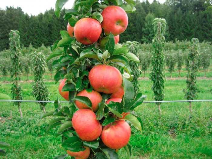 Уход за яблоней весной в сибири - журнал "совхозик"