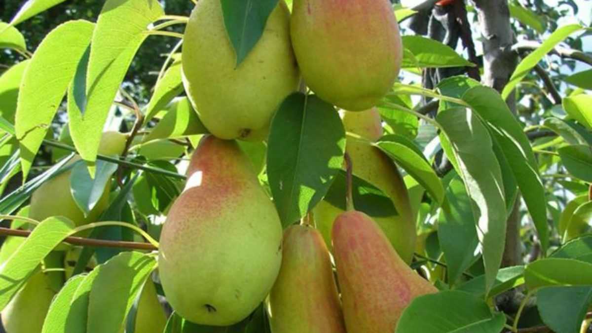 Яблоня поспех: особенности сорта и ухода