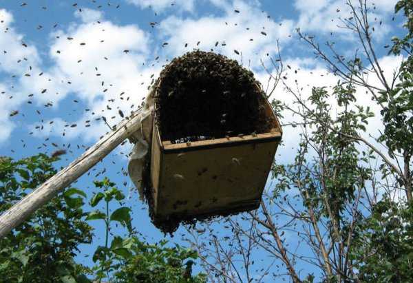 Роение пчел: почему оно происходит и что следует предпринять пчеловоду