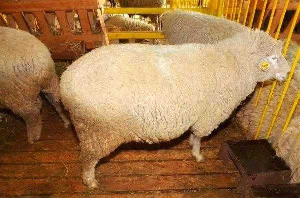 Куйбышевская порода овец - описание | разведение куйбышевских ягнят