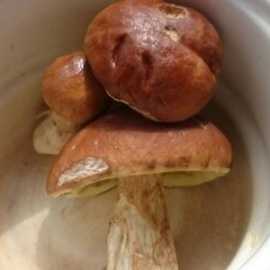 Сколько варить грибы перед жаркой и зачем это нужно делать? :: syl.ru