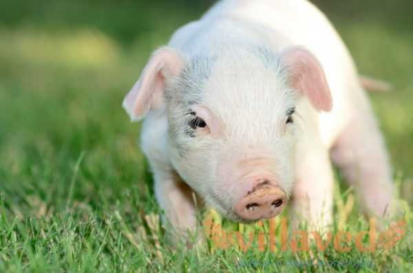 Описание и характеристика йоркширской породы свиней. порода свиней йоркшир — внешний вид и нюансы содержания для опытных фермеров