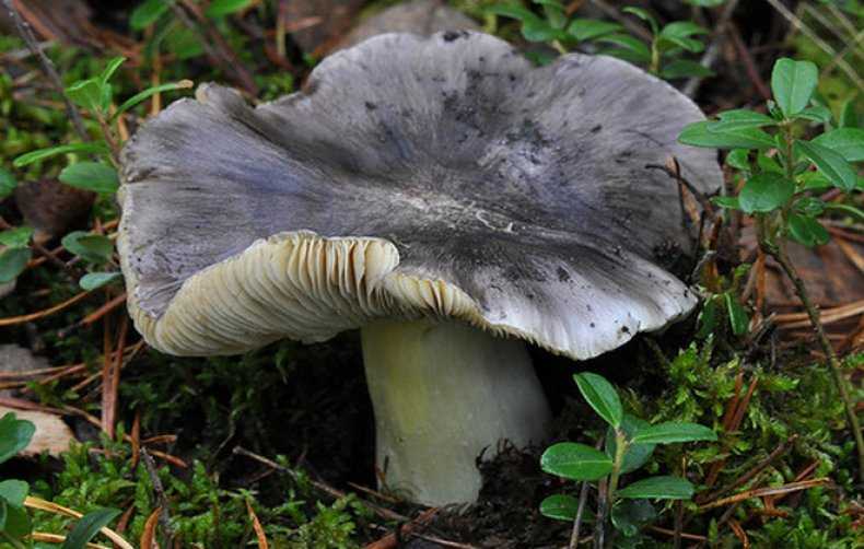 Рядовка украшенная (tricholomopsis decora) –  грибы сибири