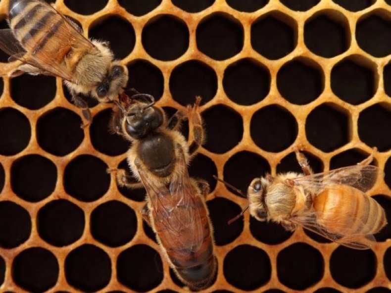 Как вывести матку пчелы?