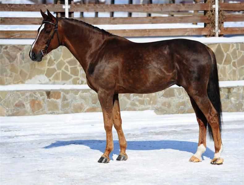 Голштинская порода лошадей: описание и фото