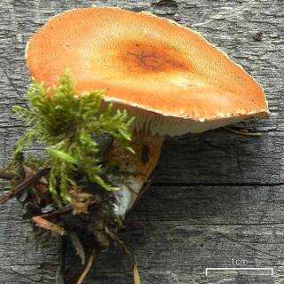 Читать книгу полная энциклопедия грибов татьяны лагутиной : онлайн чтение - страница 20