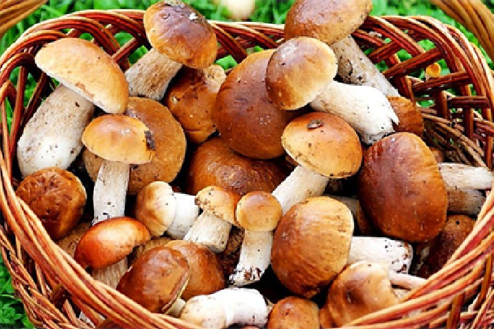 В чем особенность гриба боровик красивый?
