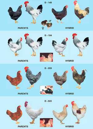 Мясо-яичные породы кур (41 фото): названия и описание лучших пород кур мясо-яичного направления для разведения в домашних условиях