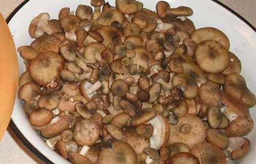 Как солить грибы на зиму в банках простой рецепт