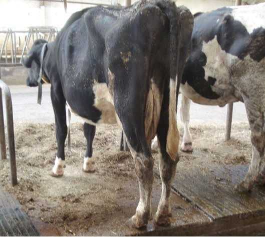Ацетонемия молочных коров