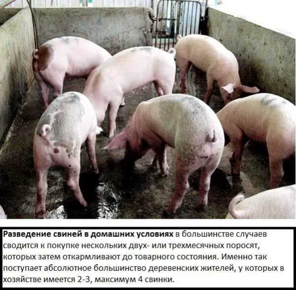 Содержание свиней в условиях низких температур