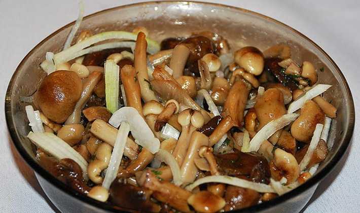 Как готовить опята: рецепты блюд из свежих грибов
