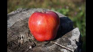 Сорт яблони жигулевское: описание, отзывы, видео и фото