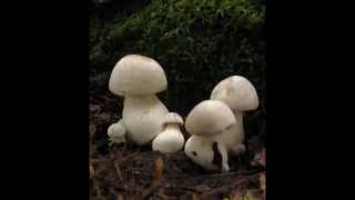 Что таится под необычным названием гриба рядовка скученная?