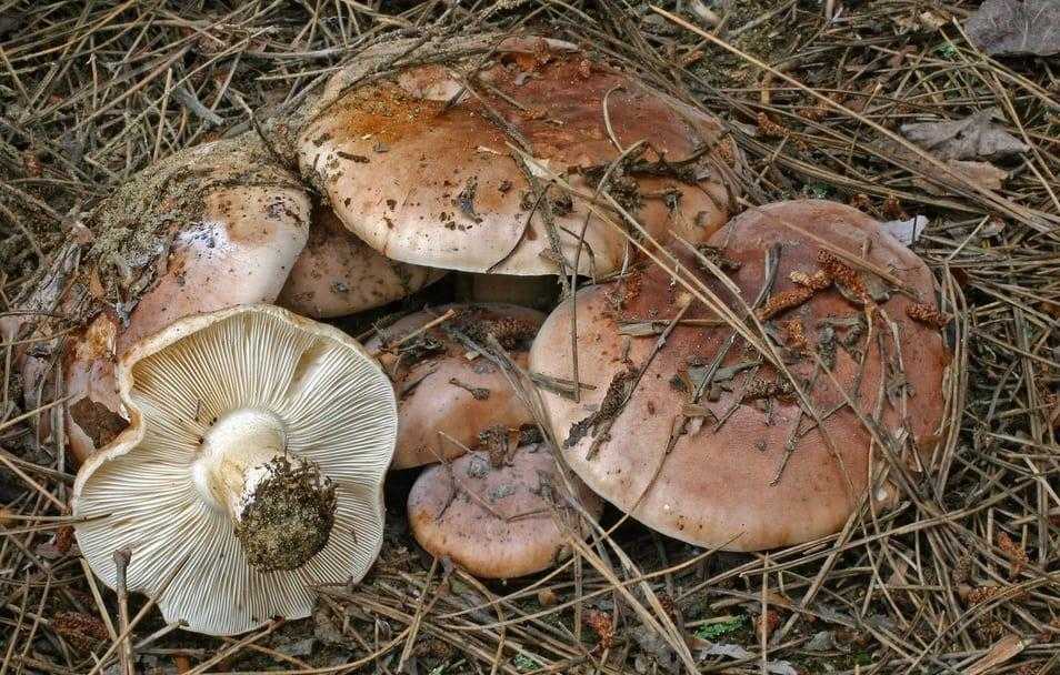 Гриб коровник — коровья губа: как выглядит свинушка, польза и вред гриба. способы приготовления грибов коровья губа, что делать при отравлении грибами?