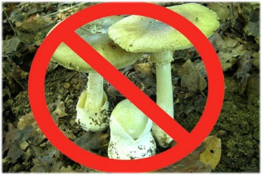 Отравление грибами купленными в магазине