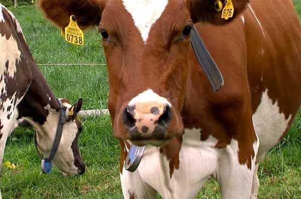 Айрширская порода коров, описание, отзывы, продуктивность с фото и видео