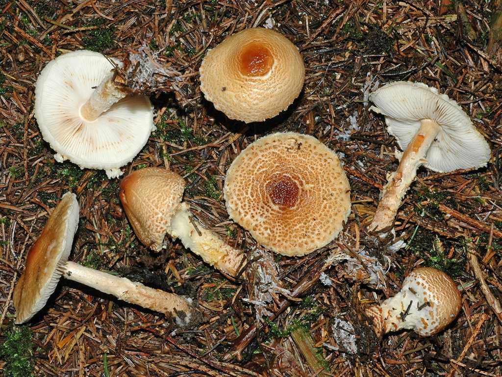 Лепиота ядовитая (lepiota helveola): фото, описание, признаки отравления грибом и сравнение ее со съедобным зонтиком