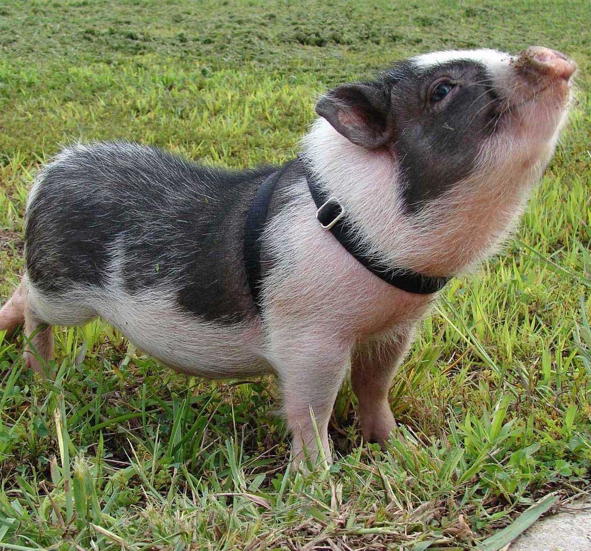 Болезни свиней: виды, симптомы, лечение и профилактика | zoodom
