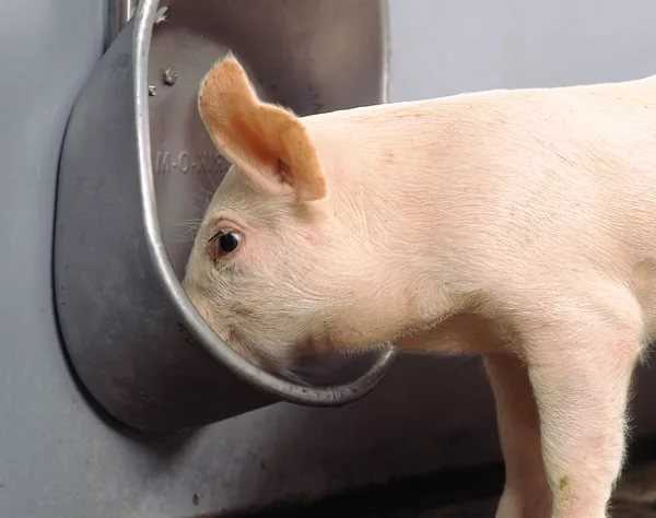 Поилки для свиней (27 фото): описание ниппельных и сосковых поилок для поросят, установка автопоилки и других видов своими руками