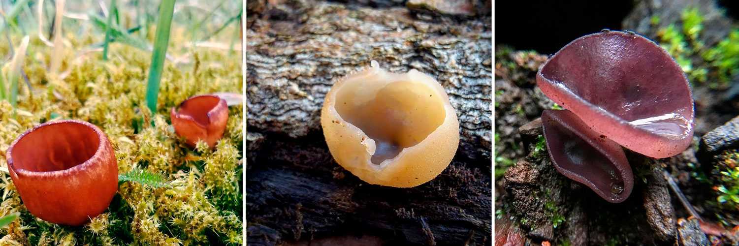 Пецица пузырчатая (peziza vesiculosa): как выглядит, где и как растет, съедобный или нет