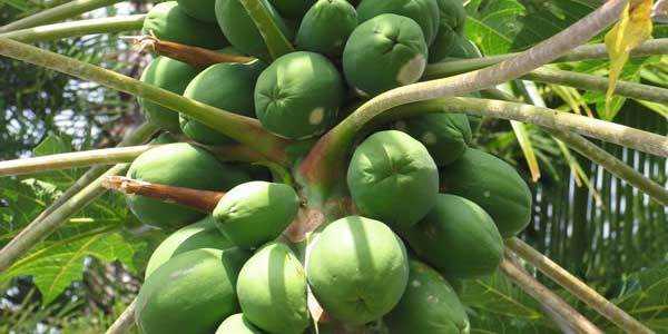 Польза папайи, пищевая ценность и химический состав папайи, противопоказания к употреблению.