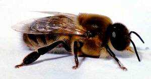 Пчелиная семья: фото, видео, общая информация про пчел и состав пчелиной семьи
