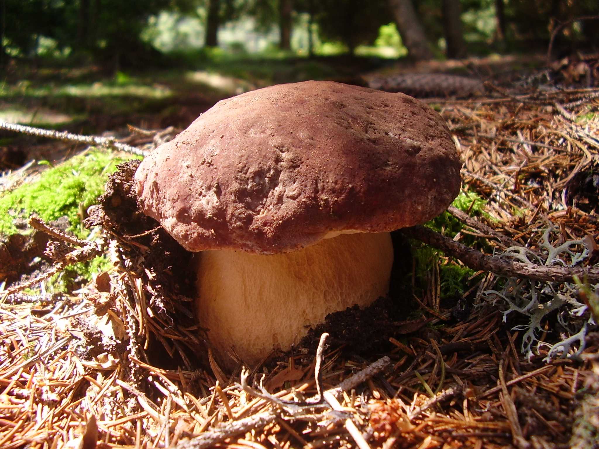Белый гриб — места произрастания, выращивание на дому + 81 фото