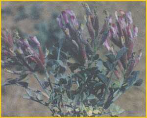 Cтрочок осенний (gyromitra infula), лопастник осенний или инфулоподобный: фото, описание, роль в природе и как его приготовить