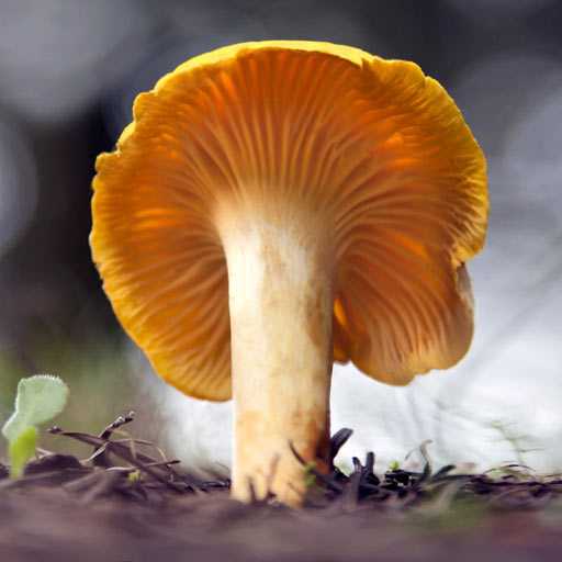 Трутовик чешуйчатый (пестрец): вкусный съедобный гриб 4 категории