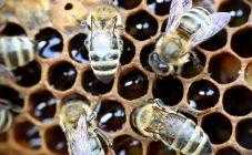 Профилактика пчел от заболеваний