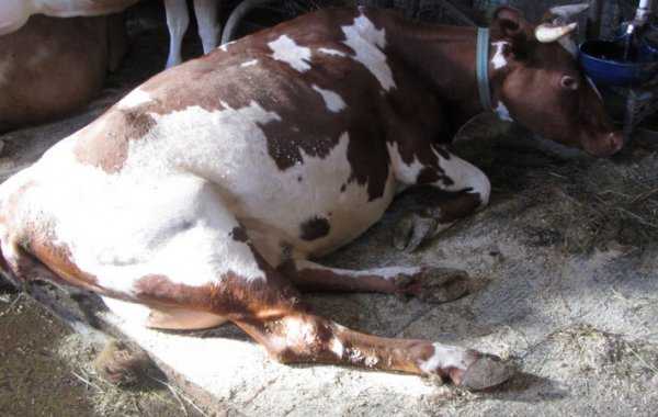 Что такое послеродовой парез у коров, формы заболевания. Возможные причины развития молочной лихорадки. Первая помощь и способы лечения, профилактика.