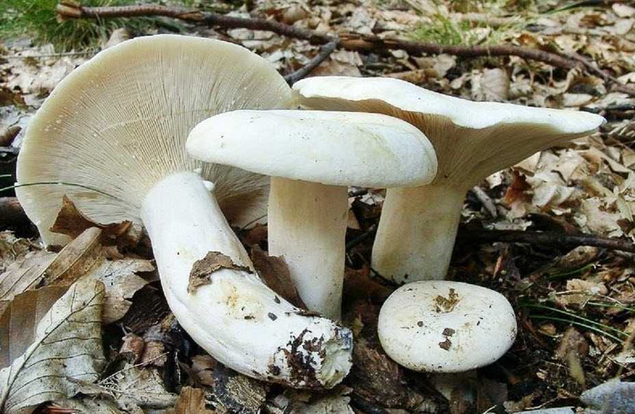 Ядовитые грибы крыма: +30 фото и описание с названиями