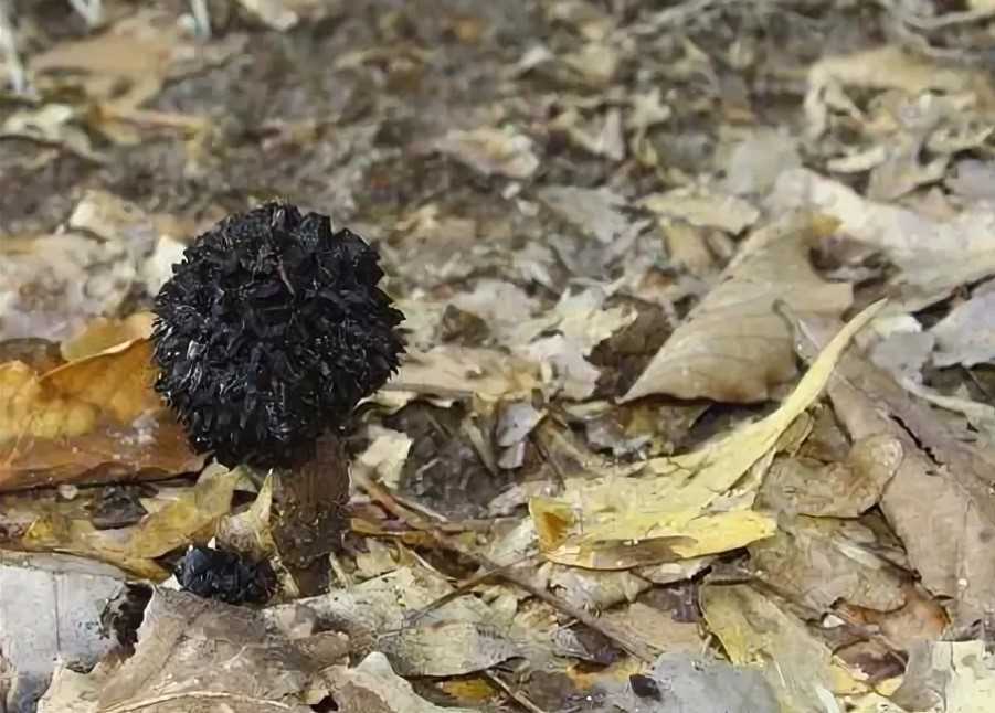Гриб ложный трюфель: фото, похожие на трюфель грибы, съедобные они или нет
