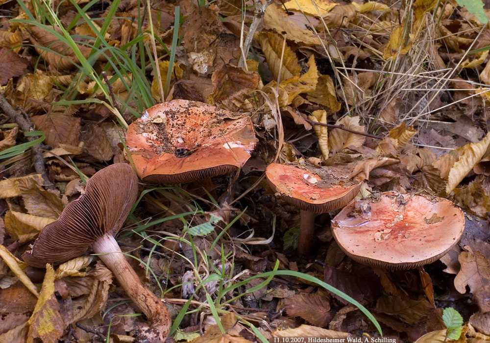 Паутинник плюшевый (cortinarius orellanus), оранжево-красный или горный: фото и описание гриба