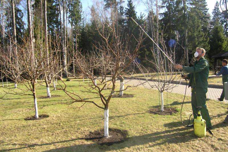 Опрыскивание плодовых деревьев весной, летом и осенью