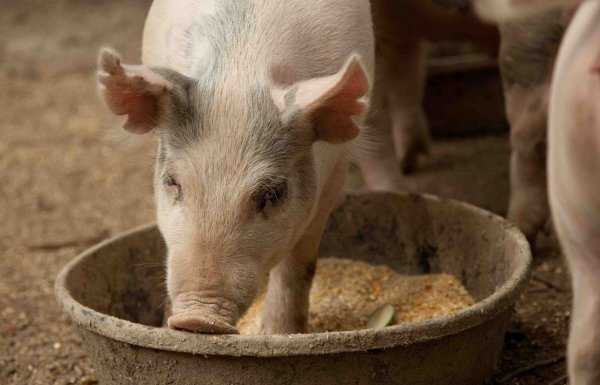 Сколько корма нужно, чтобы вырастить свинью: расход и нормы питания, технологическая схема кормления