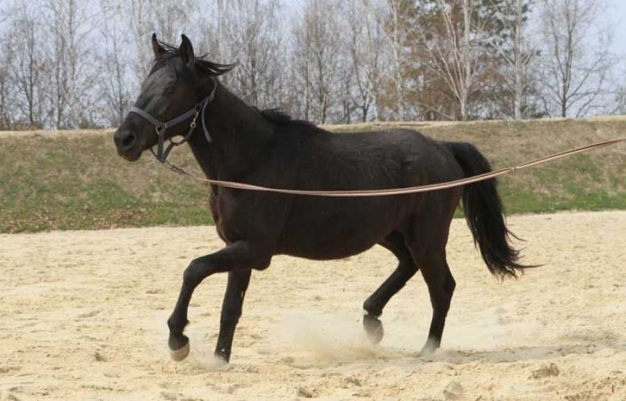 Карачаевская порода лошадей: характеристики, племенные линии, разведение, фото и видео, описание и история