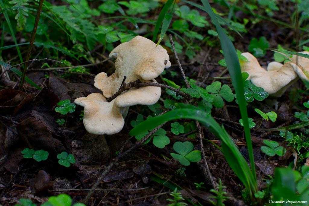 Ежовик желтый – подробное описание внешнего вида гриба. Места произрастания и выращивание на даче. Целебные свойства, интересные кулинарные рецепты грибных блюд.