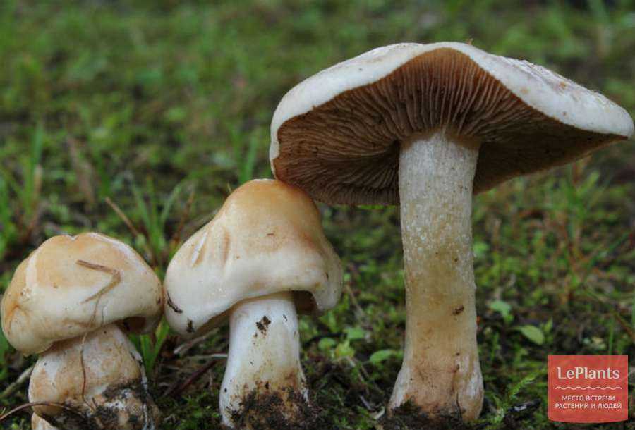Гебелома клейкая (ложный валуй): описание гриба, распространение