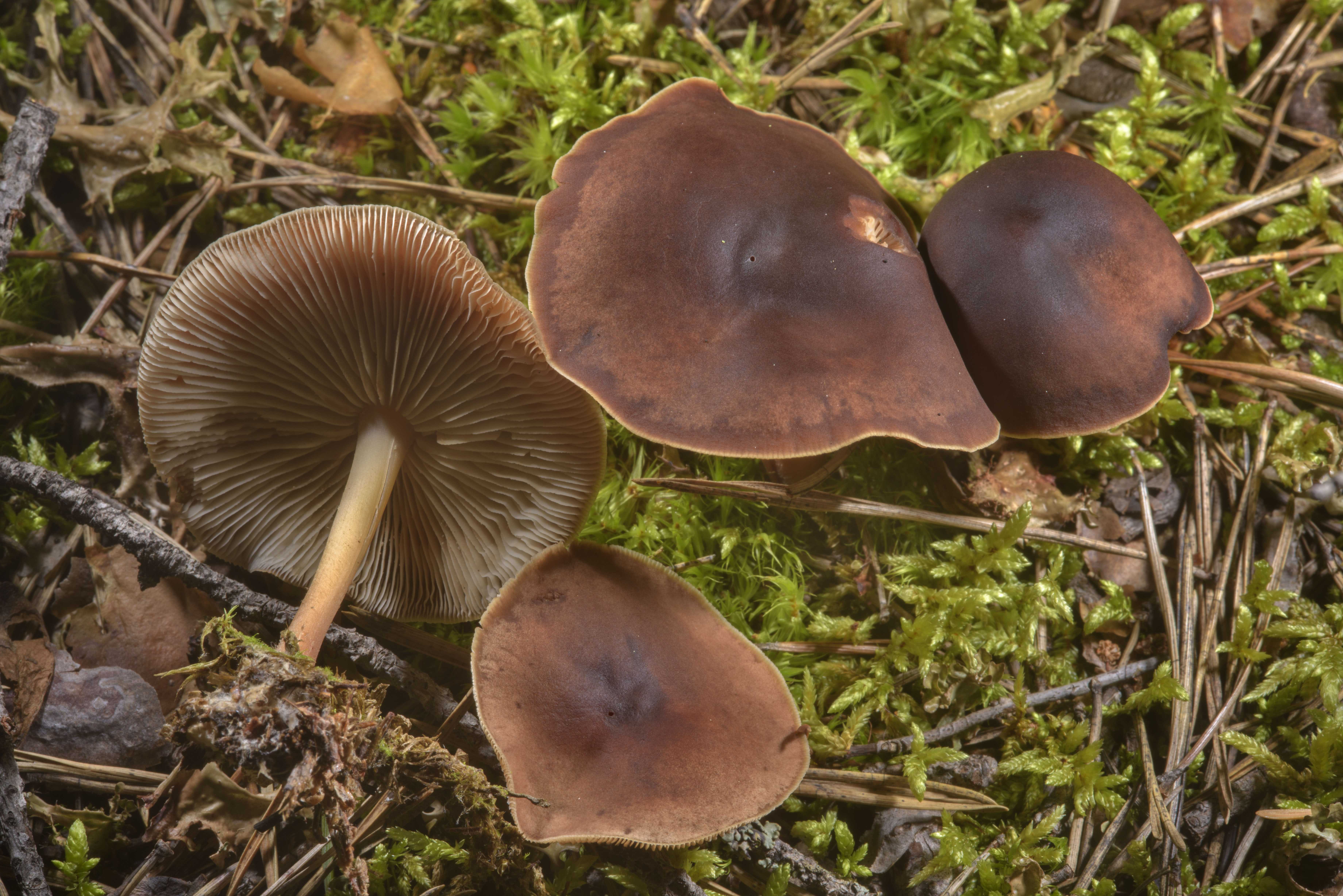 Гимнопус дуболюбивый (gymnopus dryophilus) –  грибы сибири
