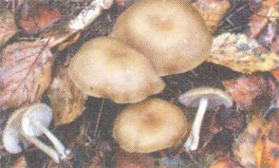 Энтолома горшечная (entoloma chytrophilum)
