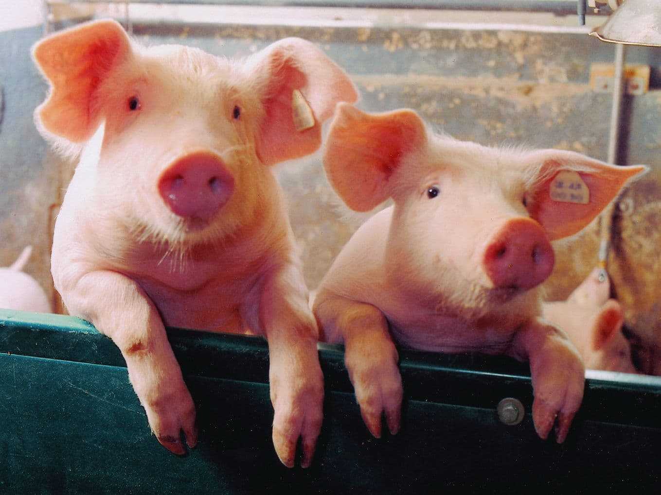 Читать книгу выращивание свиней в домашних условиях. уход и откорм николая демидова : онлайн чтение - страница 1
