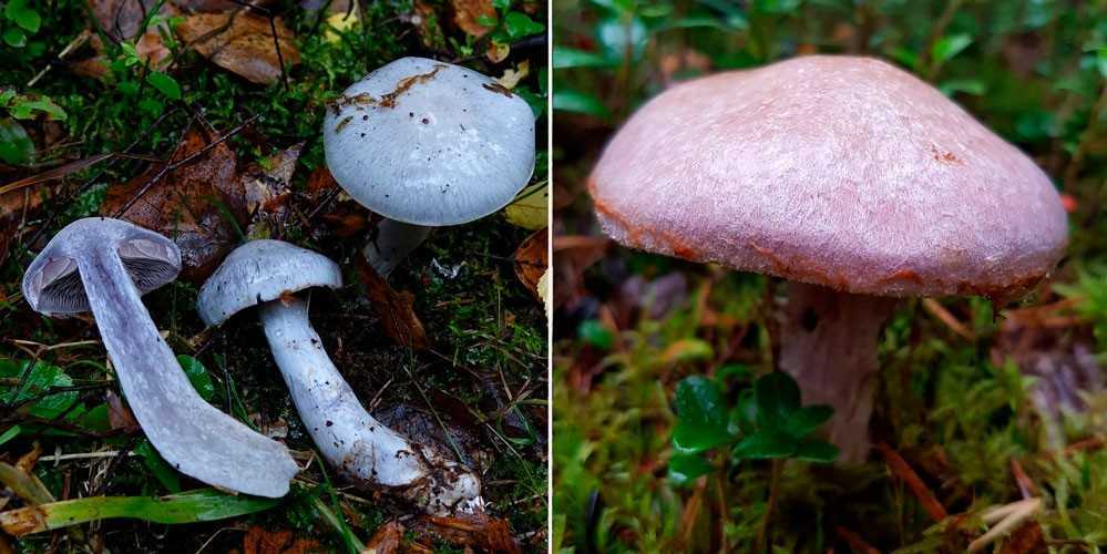 Рядовка осиновая или лиственная (tricholoma frondosae): фото и описание гриба
