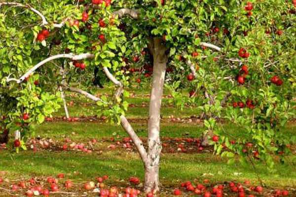 Яблоня краса свердловска: описание сорта, фото, отзывы, опылители, формирование кроны, посадка