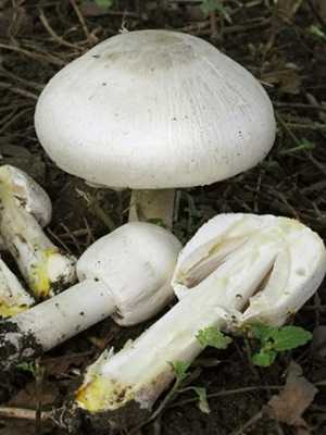 Такие разные шампиньоны — в лесу и в саду. виды, фото. как не спутать с ядовитыми грибами? — ботаничка.ru