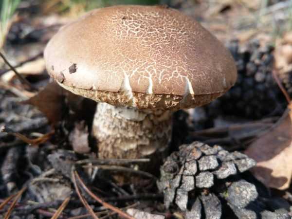 Описание белого гриба и его форм, полезные свойства, двойники
