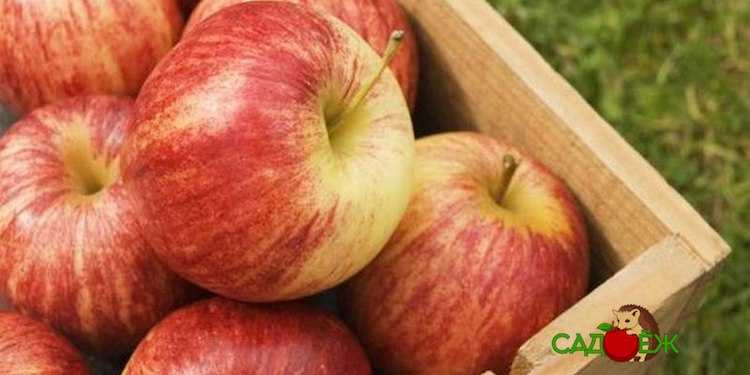 Как правильно хранить яблоки на зиму в домашних условиях и в погребе